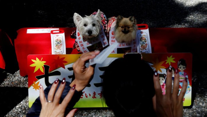 Pet owners gesture to their pet dogs while taking photos of them during a Shichi-Go-San blessing, traditionally performed for young children to ask for health and happiness, at Zama Shrine in Zama, Kanagawa Prefecture, near Tokyo, Japan, November 14, 2023. REUTERS/Kim Kyung-Hoon