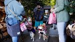Gemasnya Anjing Berkimono Jalani Pemberkatan di Jepang