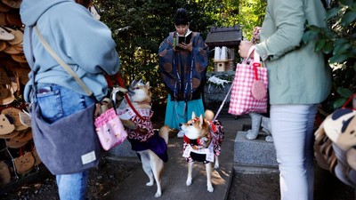 Gemasnya Anjing Berkimono Jalani Pemberkatan di Jepang