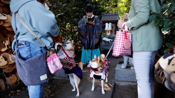 Gemasnya Anjing Berkimono Jalani Pemberkatan di Jepang