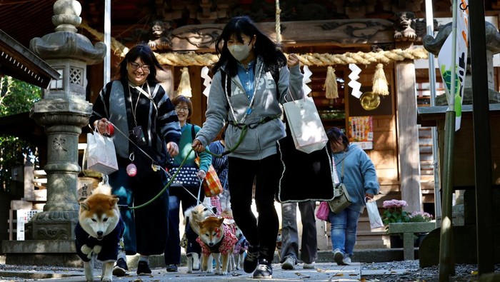 Gemasnya Anjing Berkimono Jalani Pemberkatan di Jepang Pet owners gesture to their pet dogs while taking photos of them during a Shichi-Go-San blessing, traditionally performed for young children to ask for health and happiness, at Zama Shrine in Zama, Kanagawa Prefecture, near Tokyo, Japan,Β November 14, 2023. REUTERS/KimΒ Kyung-Hoon