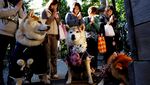 Gemasnya Anjing Berkimono Jalani Pemberkatan di Jepang