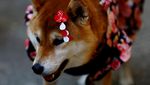 Gemasnya Anjing Berkimono Jalani Pemberkatan di Jepang