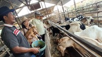 Pemilik Wisma Embek, UMKM binaan Yayasan Dharma Bhakti Astra (YDBA) dan PT Pamapersada Nusantara (Pama) melalui Lembaga Pengembangan Bisnis (LPB) Pama Banua Etam, Widodo (kiri) tengah menunjukkan proses pemberian makan untuk hewan ternaknya ke Sekretaris Pengurus YDBA, Ema Poedjiwati Prasetio (kedua kiri), Bendahara Pengurus YDBA, Tarsisius Wijaya (kanan) dan Advisor YDBA, Tonny Sumartono (kedua kanan) pekan lalu di Sangatta, Kalimantan Timur. 