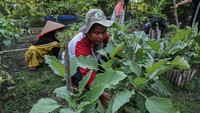 Theti (41) seorang warga asli Desa Mantangai Hilir, Kapuas, Kalimantan Tengah adalah salah satu wanita asli berdarah Dayak Kapuas yang berupaya mengolah lahan tanah gambut dengan memanfaatkan pekarangan yang ada disekitar pemukiman rumahnya. 