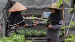 Inspirasi dari Theti, Mengolah Lahan Gambut Tanpa Membakar