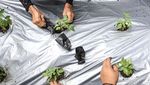 Inspirasi dari Theti, Mengolah Lahan Gambut Tanpa Membakar