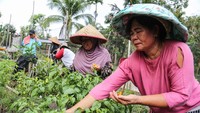 Tampak warga memanen hasil tanaman cabai mereka. 