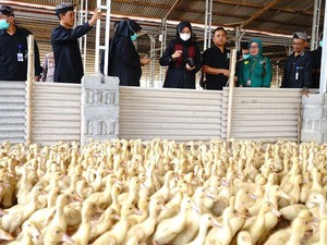 Apresiasi Bupati Ipuk untuk Kampung Bebek yang Produksinya Berkelanjutan