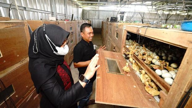 kampung bebek banyuwangi