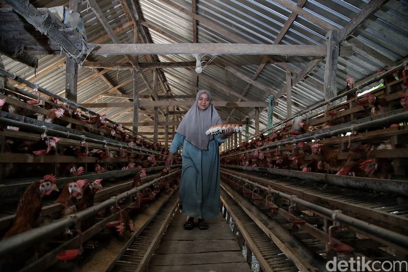 Panen 1.400 Telur, Peternak Ayam di Sulsel Untung Jutaan Rupiah per Hari
