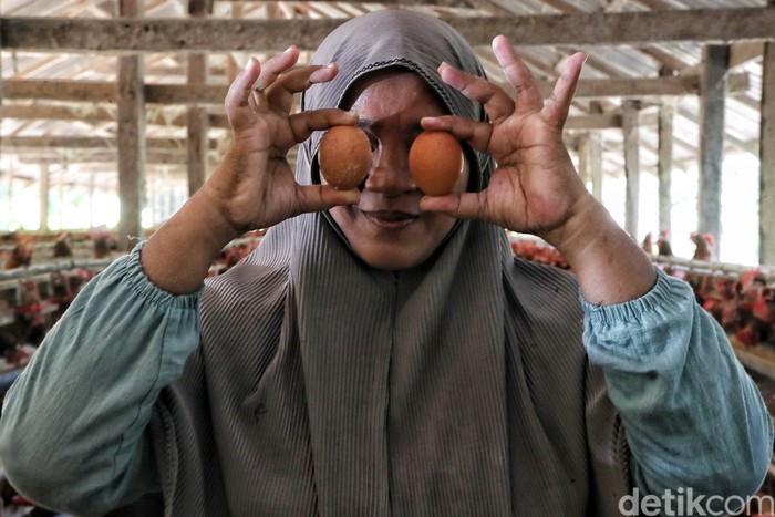 Panen 1.400 Telur, Peternak Ayam di Sulsel Untung Jutaan Rupiah per Hari