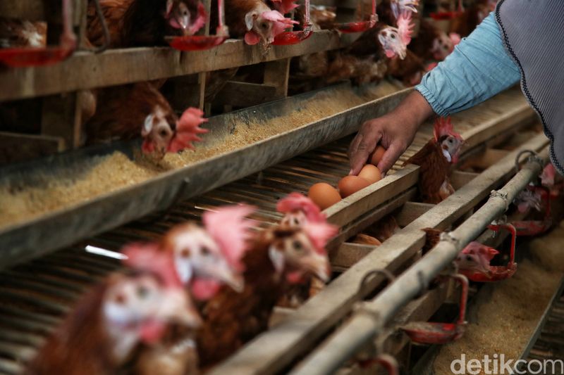 Panen 1.400 Telur, Peternak Ayam di Sulsel Untung Jutaan Rupiah per Hari