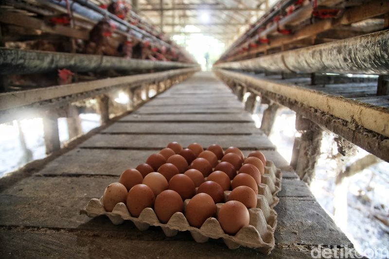 Panen 1.400 Telur, Peternak Ayam di Sulsel Untung Jutaan Rupiah per Hari