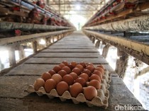 Harga Bahan Pokok Jogja Hari Ini 16 Februari 2024, Telur Naik Dua Ribu!