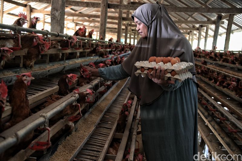 Panen 1.400 Telur, Peternak Ayam di Sulsel Untung Jutaan Rupiah per Hari