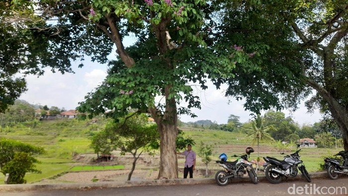 Pohon bungur raksasa di Tenjolaut, Sumedang
