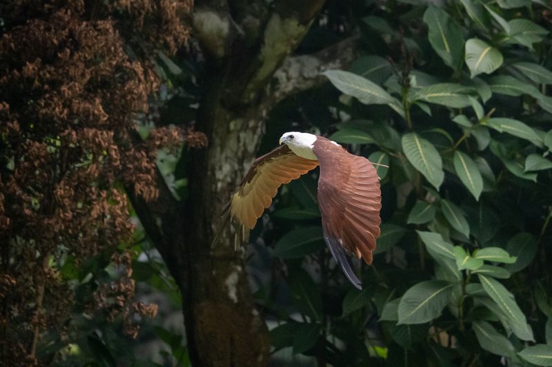 Review Lensa Tamron 150-500mm Untuk Nikon Z