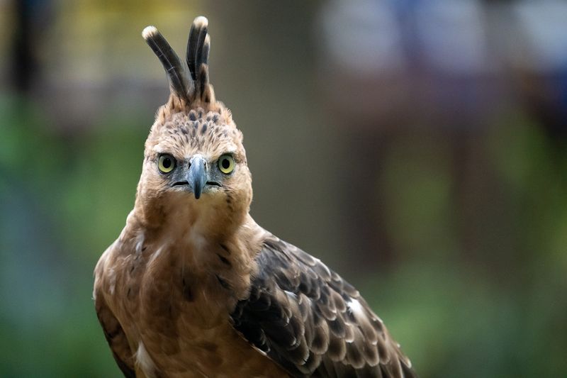 Review Lensa Tamron 150-500mm Untuk Nikon Z