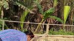 Gaya Susi Pudjiastuti Saat Panen Buah dan Makan Bareng 3 Capres