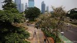 Tabebuya Bermekaran, Trotoar Sudirman Makin Cantik