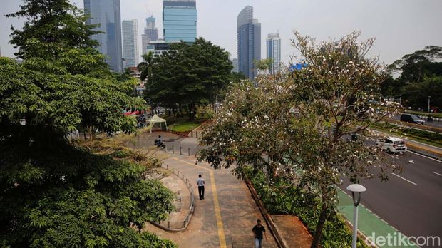 Bunga Tabebuya bermekaran menghiasi trotoar Jalan Sudirman, Jakarta. Hal ini membuat pemandangan trotoar Jalan Sudirman main cantik.