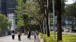 Tabebuya Bermekaran, Trotoar Sudirman Makin Cantik