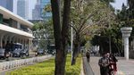 Tabebuya Bermekaran, Trotoar Sudirman Makin Cantik
