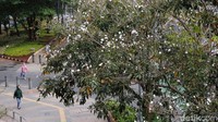 Bunga pohon Tabebuya di Jalan Sudirman, Jakarta, bermekaran, Jumat (17/11/2023).  