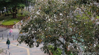 Tabebuya Bermekaran, Trotoar Sudirman Makin Cantik