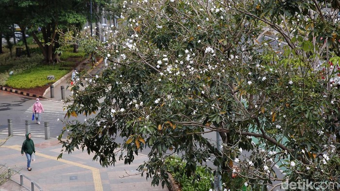 Bunga Tabebuya bermekaran menghiasi trotoar Jalan Sudirman, Jakarta. Hal ini membuat pemandangan trotoar Jalan Sudirman main cantik.