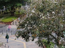Tabebuya Bermekaran, Trotoar Sudirman Makin Cantik