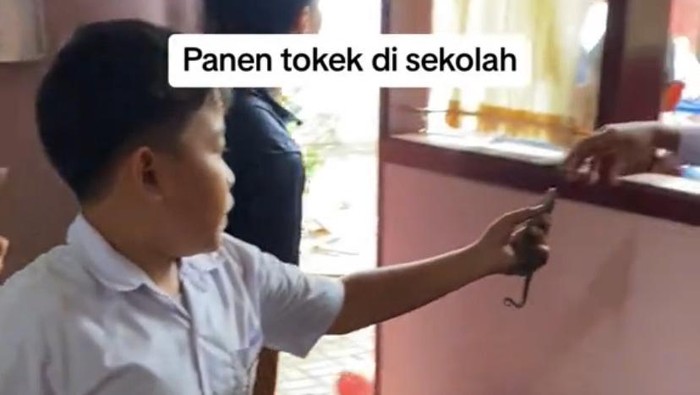 Tangkapan layar video viral bocah tangkap tokek di sekolah.