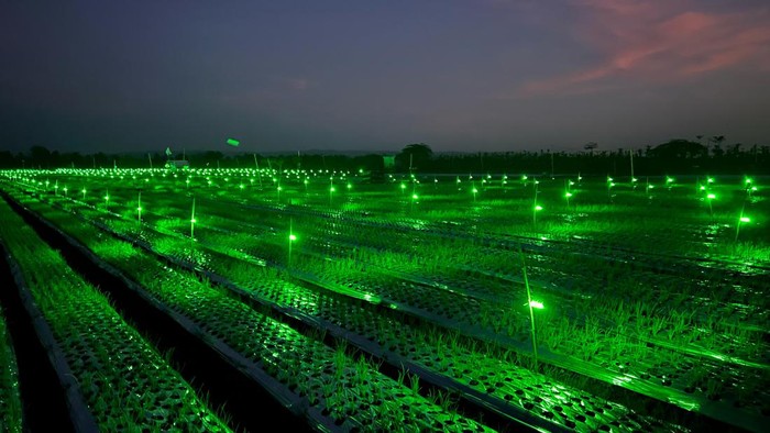 Metode light trap untuk menanam bawang merah di Banyuwangi.