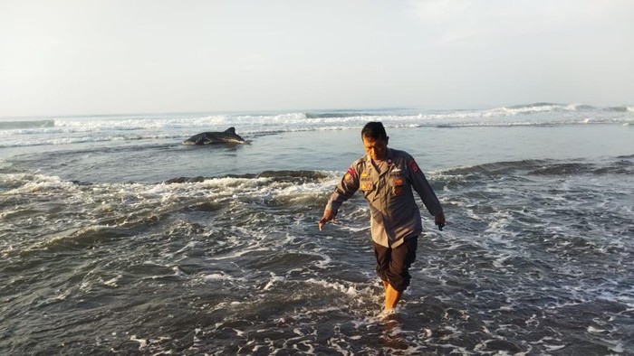 Petugas gabungan saat mendorong ikan hiu tutul ke tengah laut usai terdampar di Pantai Kwaru, Poncosari, Srandakan, Bantul, Sabtu (18/11/2023).