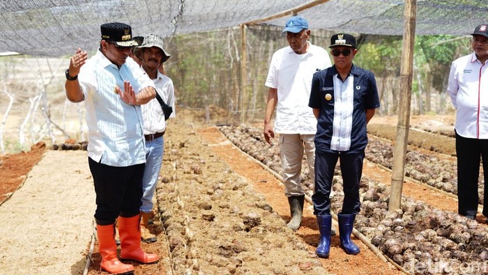 Pj Gubernur Sulsel Bahtiar Baharuddin bersama Pj Bupati Bone Andi Islamuddin meninjau lokasi pembibitan pisang cavendish di Kecamatan Mare, Kabupaten Bone.