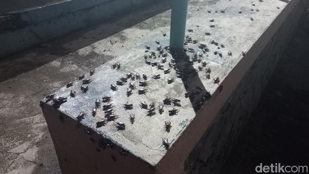 Stadion Surajaya Lamongan diserbu ribuan jangkrik