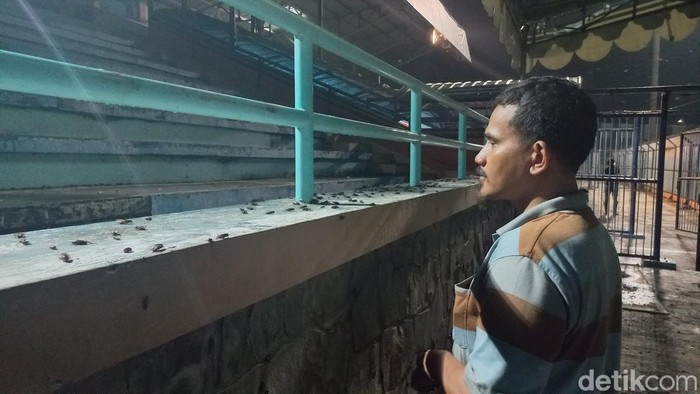 Stadion Surajaya Lamongan diserbu ribuan jangkrik
