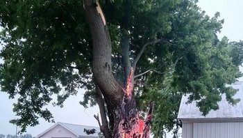 Pohon yang disambar petir sampai bagian dalamnya terbakar. Foto: Bored Panda