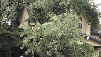 Badai besar di Ohio, Amerika Serikat membuat pohon ini tumbang dan mengangkat tanah di bawahnya. Foto: Bored Panda