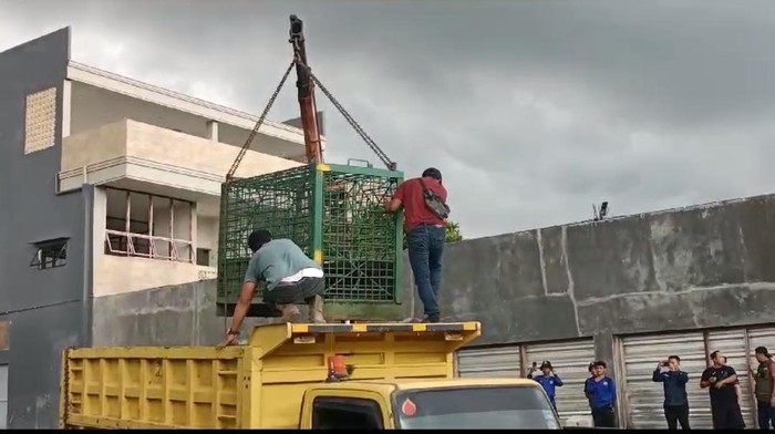 Balai Konservasi Sumber Daya Alam (BKSDA) Kalimantan Timur (Kaltim) mengevakuasi seekor harimau Sumatera yang menerkam pemuda bernama Suprianda (27) di Samarinda hingga tewas.