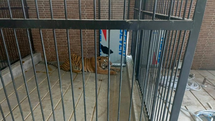 Harimau Sumatera di Samarinda menerkam pemuda hingga tewas. Dokumen Istimewa