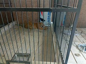 Tragis Suprianda Tewas Diterkam Harimau Majikan yang Mau Dikasih Makan