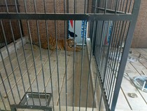 Hilang Nyawa Surianda Dimangsa Harimau Milik Majikan di Samarinda