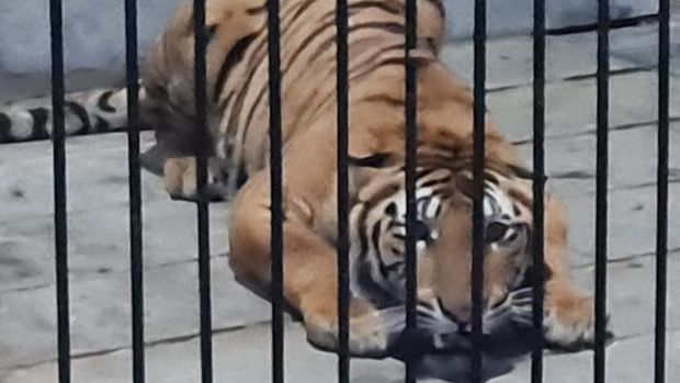 Harimau Sumatera menerkam pemuda bernama Suprianda (27) di Samarinda, Kalimantan Timur (Kaltim) hingga tewas.