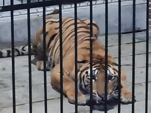 Ngeri, Pemuda di Samarinda Tewas Ditekam Harimau Peliharaan Majikannya