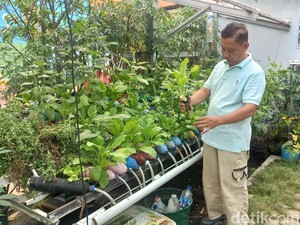 Wisata Sambil Belajar Tanam Sayur di Kampung Sayur Cempako Palembang