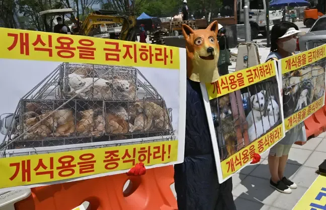 Korea Selatan Akan Larang Konsumsi Daging Anjing di Tahun 2027
