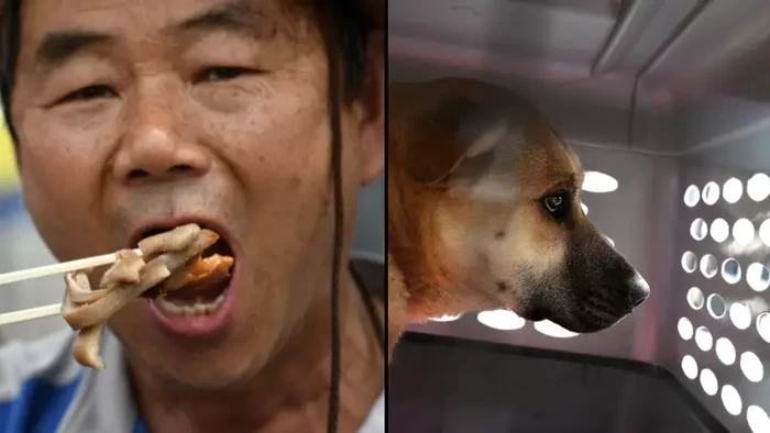 Korea Selatan Akan Larang Konsumsi Daging Anjing di Tahun 2027