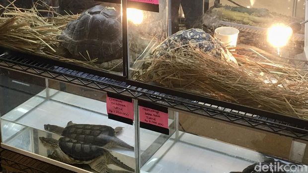 Kura-kura Aldabra jadi primadona di Surabaya